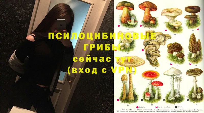 Галлюциногенные грибы Psilocybe  Канаш 